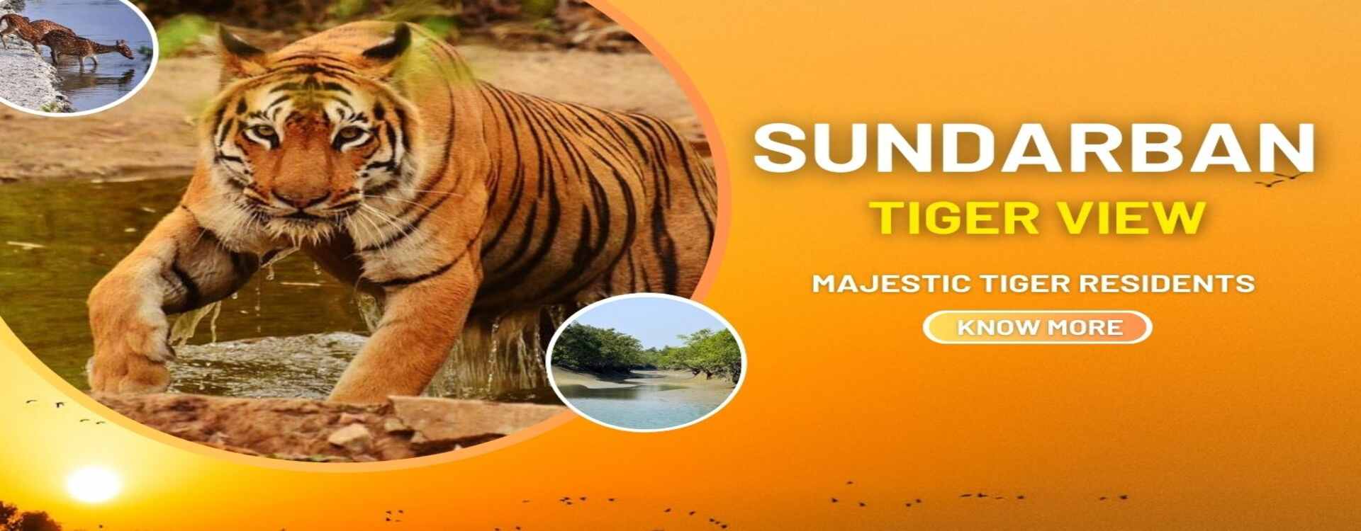 Sundarban tiger view