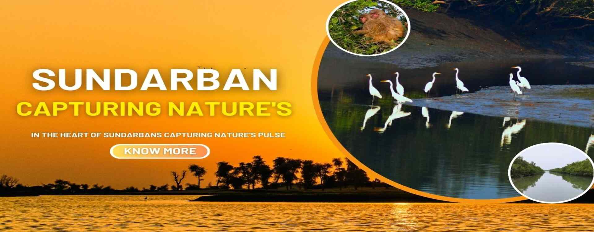 sundarban natures