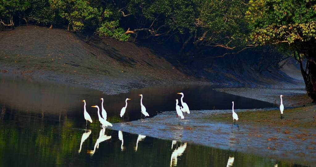 Sundarban bird