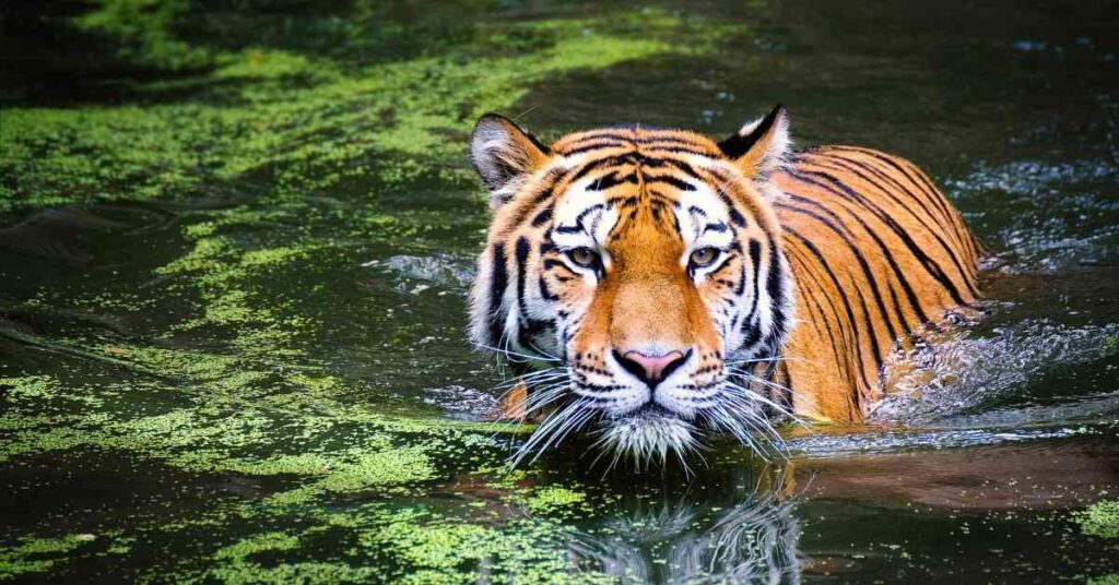 Sundarban Tour