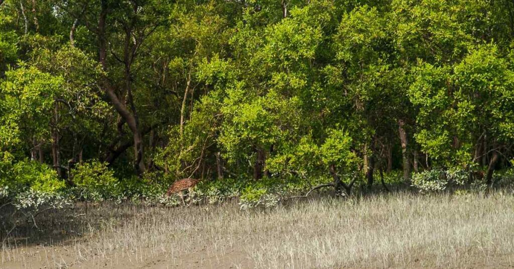 Sundarban Tour