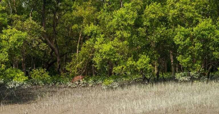 Sundarban Tour