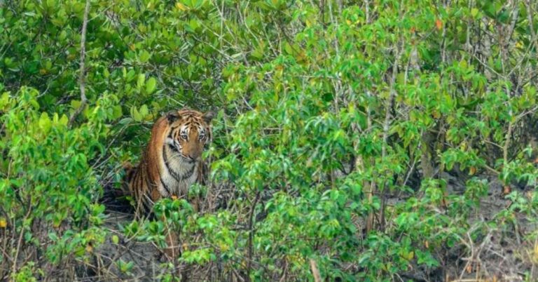 Sundarban Travel Agency: Sundarban tour