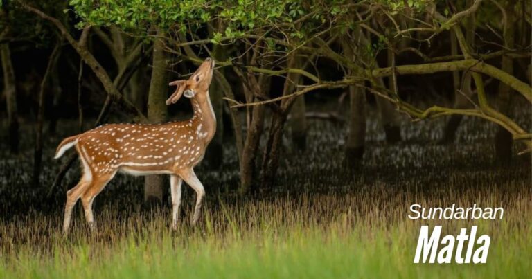 Sundarban Tour Package