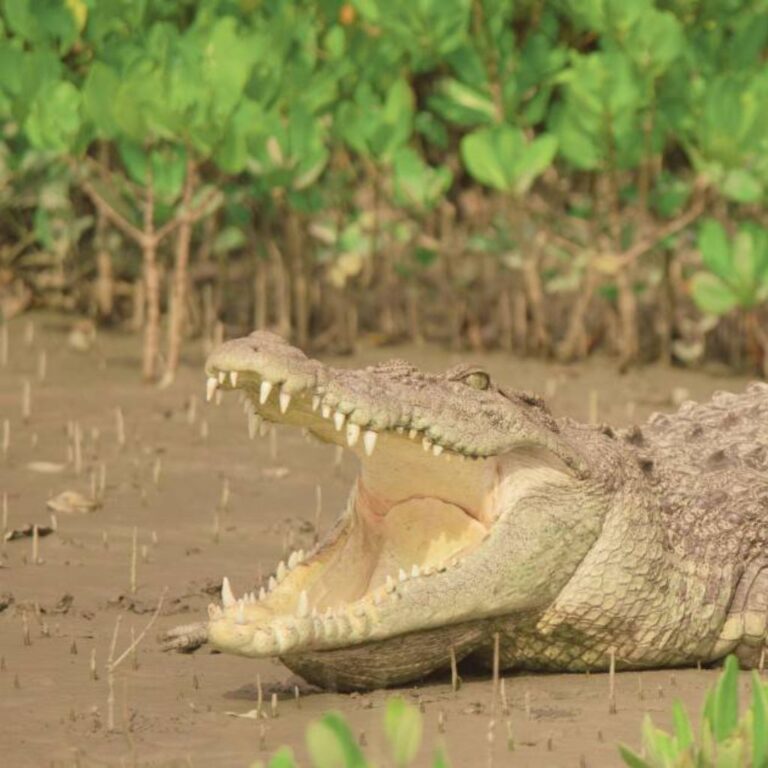 Cheapest Sundarban Tour Package