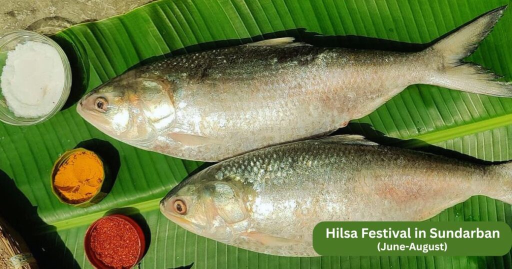 Sundarban Hilsa Festival