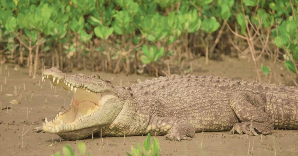 Cheapest Sundarban Tour Package